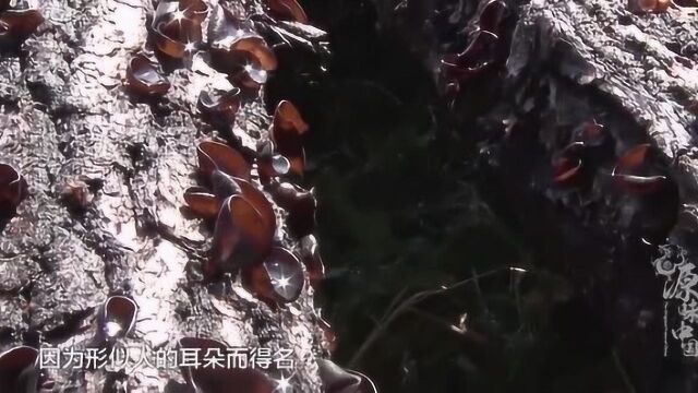 东宁《黑木耳》清朝贡品 色如墨玉 满满的胶质肉眼可见