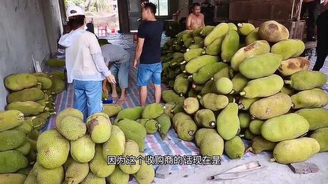 海南菠萝蜜大量上市导致价格下降,这么好的果7毛一斤,苦了农民