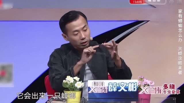 专家介绍不同种类的蟑螂,走路形态也各不同