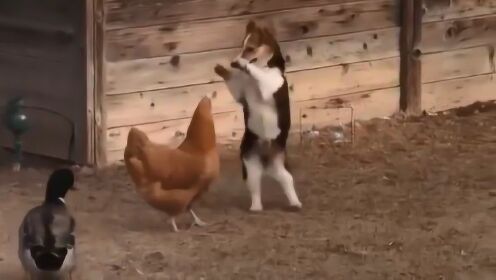 呆萌狗狗和母鸡打架，鸭子来劝架，狗狗的表现让人大笑！