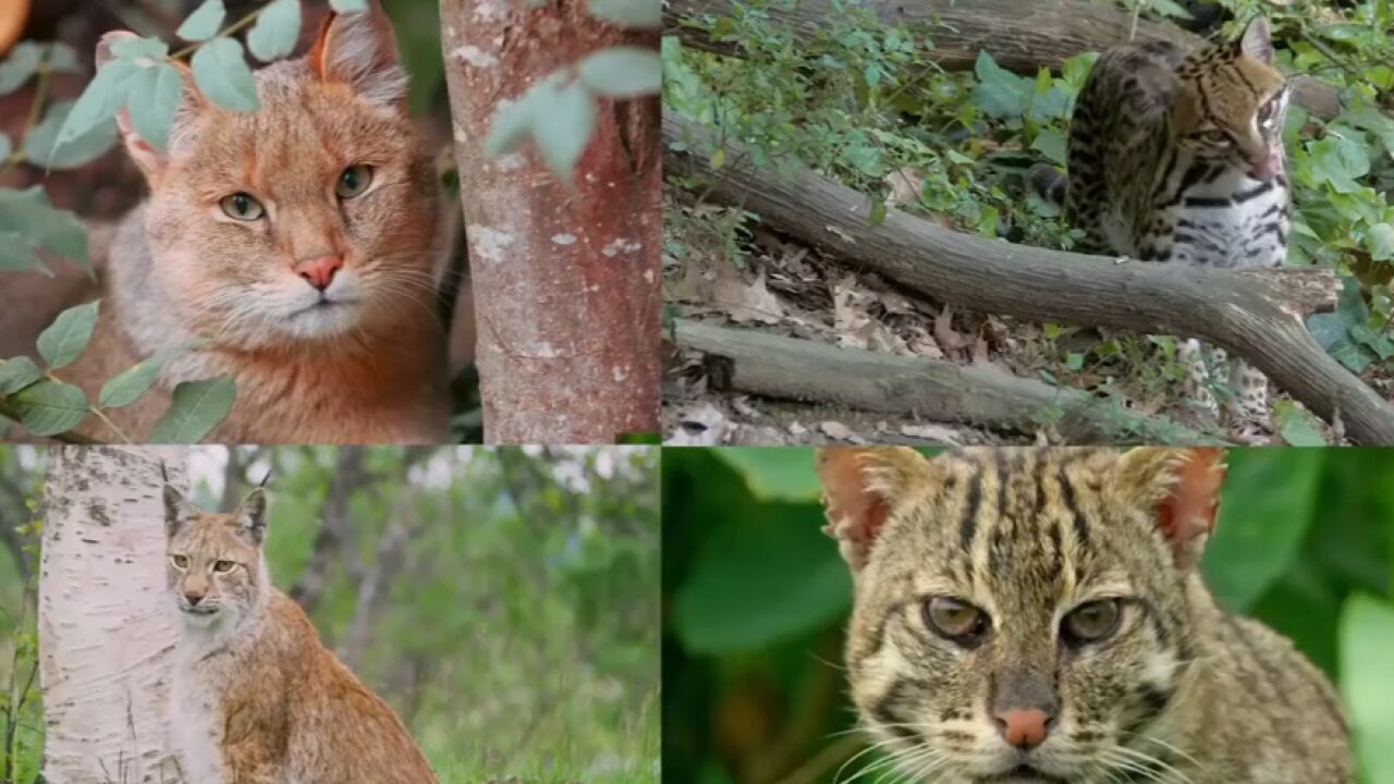 中国是世界上拥有猫科动物物种,最多的国家之一,有多达13种