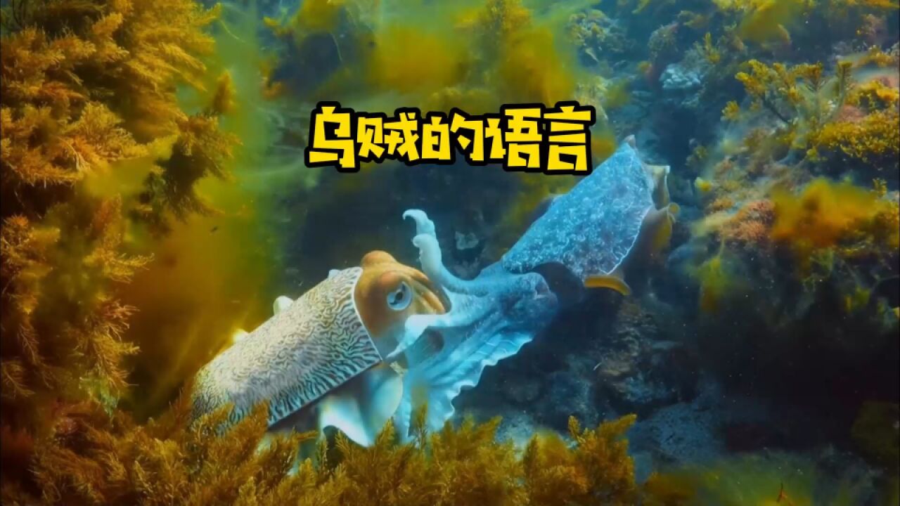 乌贼有着自己独特的语言|纪录片