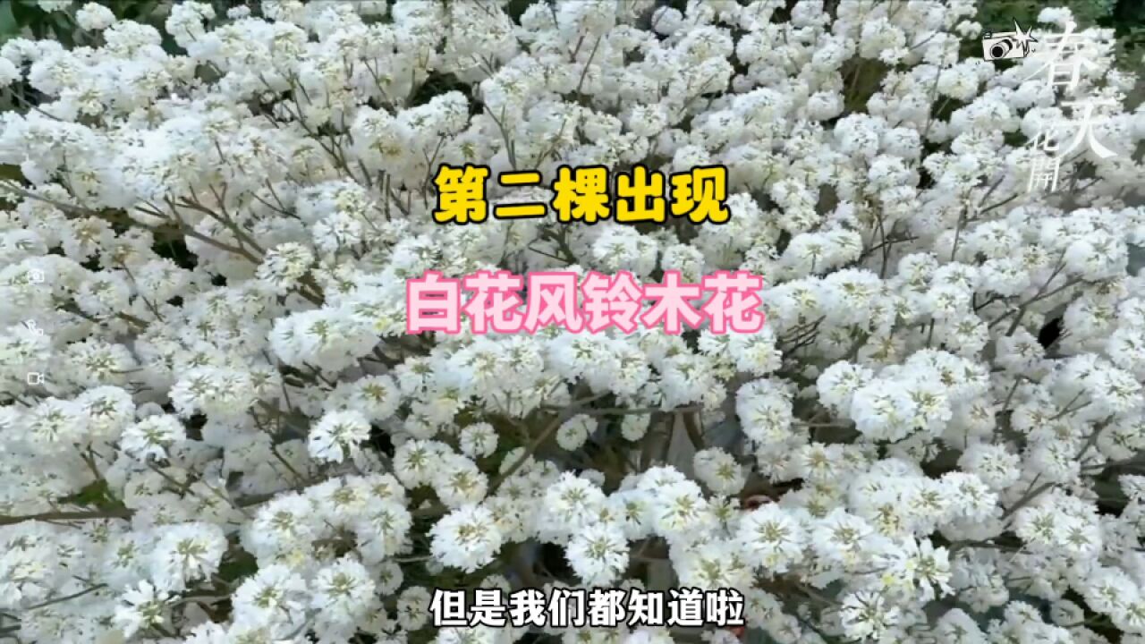 第二棵“白花风铃木花”出现了!在广州地铁口,攻略来了