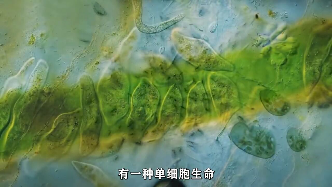 蓝藻:造成了地球历史上第一次大灭绝事件 #生物