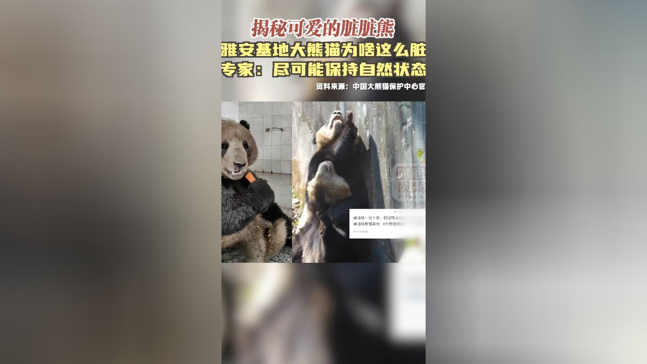 揭秘雅安基地大熊猫为啥是脏脏熊 专家:尽可能保持自然状态,当地多雨潮湿,土有黏性