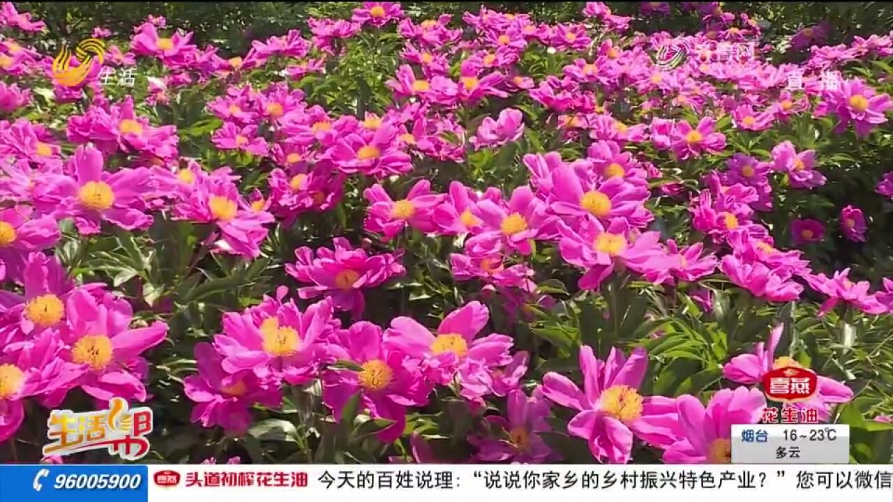 龙口:片片芍药花竞相绽放,千娇百媚含蕊吐芳,吸引市民驻足欣赏