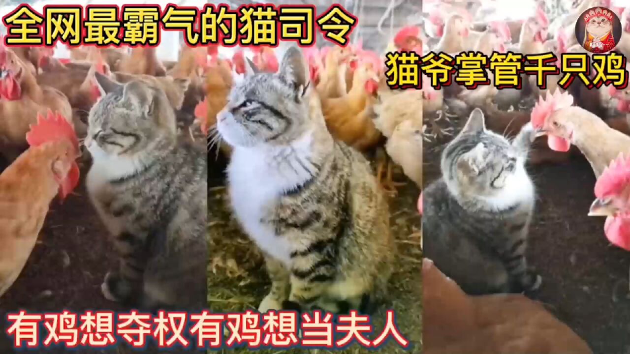 猫爷掌管千只鸡,有鸡想夺权有鸡想当夫人!霸气的猫司令