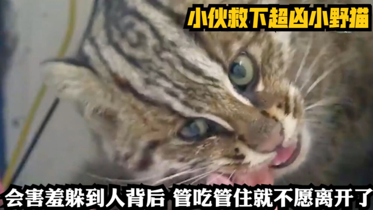 小伙救下超凶小野猫,会害羞躲到人背后,管吃管住就不愿离开了