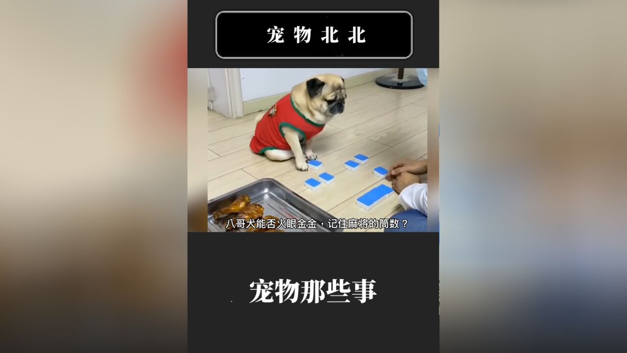 聪明的八哥犬!智商高的离谱,主人都斗不过它