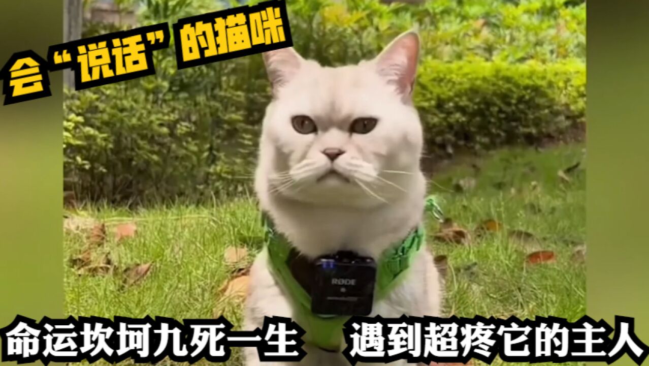 会“说话”的猫咪!命运坎坷九死一生,遇到超疼它的主人