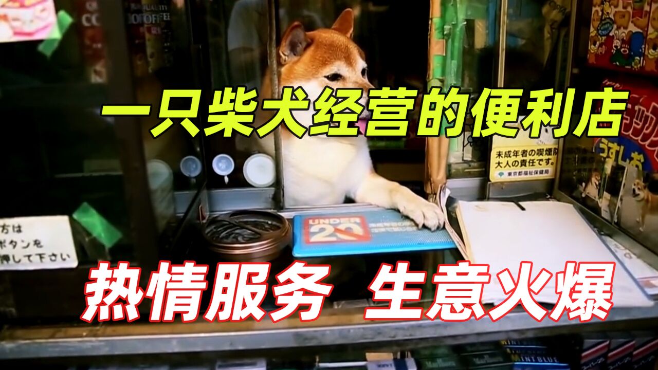 一只柴犬开了家便利店,身兼店长和收银员,每颗狗粮都是自己挣的 |纪录片