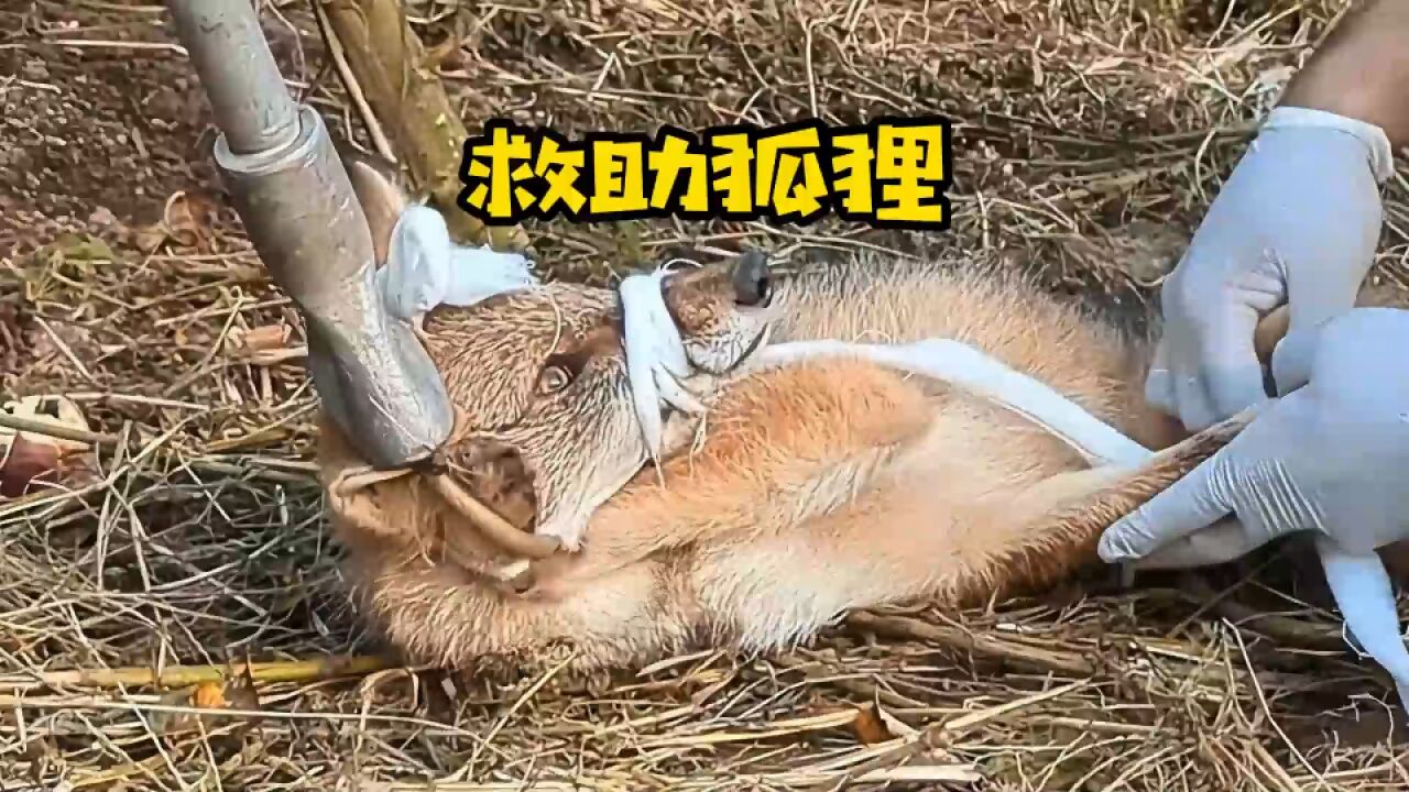 狐狸被夹断了腿,人类展开了救助|纪录片