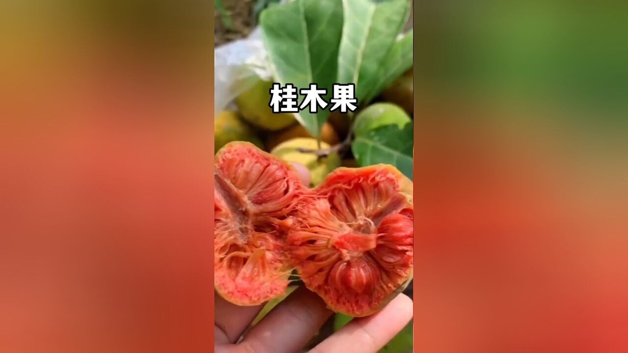 桂木果:广东的小伙伴们应该不会陌生,这个果子你的家乡叫什么名字呢