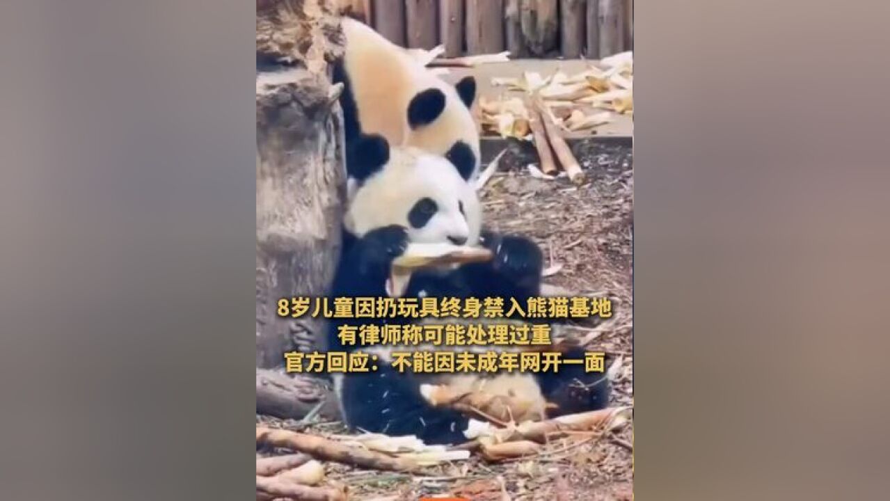 8岁儿童因扔玩具终身禁入熊猫基地,有律师称可能处理过重,官方:不能因未成年网开一面