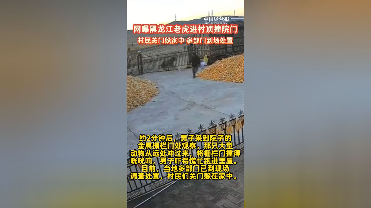 网曝黑龙江老虎进村顶撞院门,村民关门躲家中,多部门到场处置