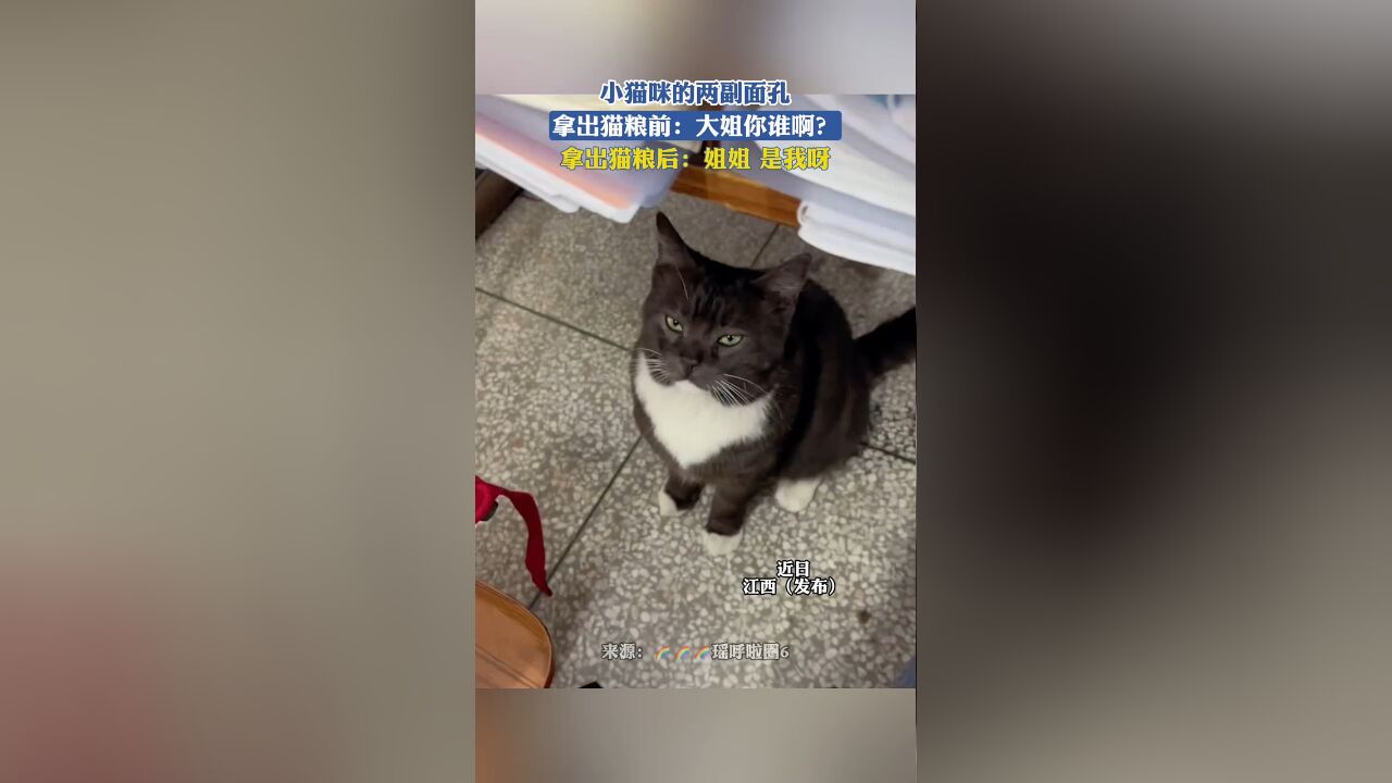 小猫咪的两副面孔,拿出猫粮前:大姐你谁啊?拿出猫粮后:姐姐是我呀!