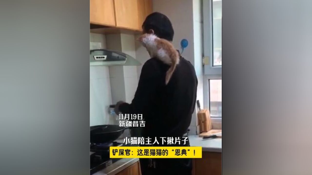 小猫陪主人下揪片子,铲屎官:这是猫猫的“恩典”!