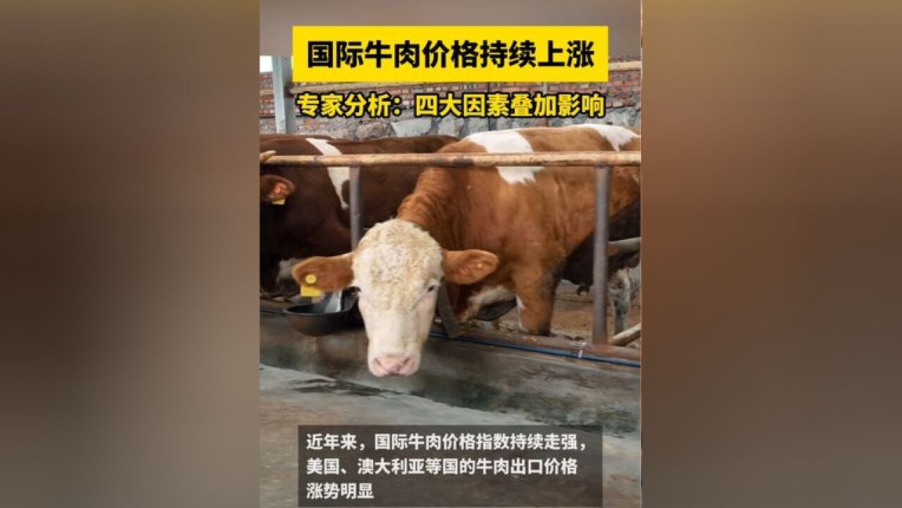 国际牛肉价格指数持续走强,美国、澳大利亚等国的牛肉出口价格涨势明显,专家分析:四大因素叠加影响