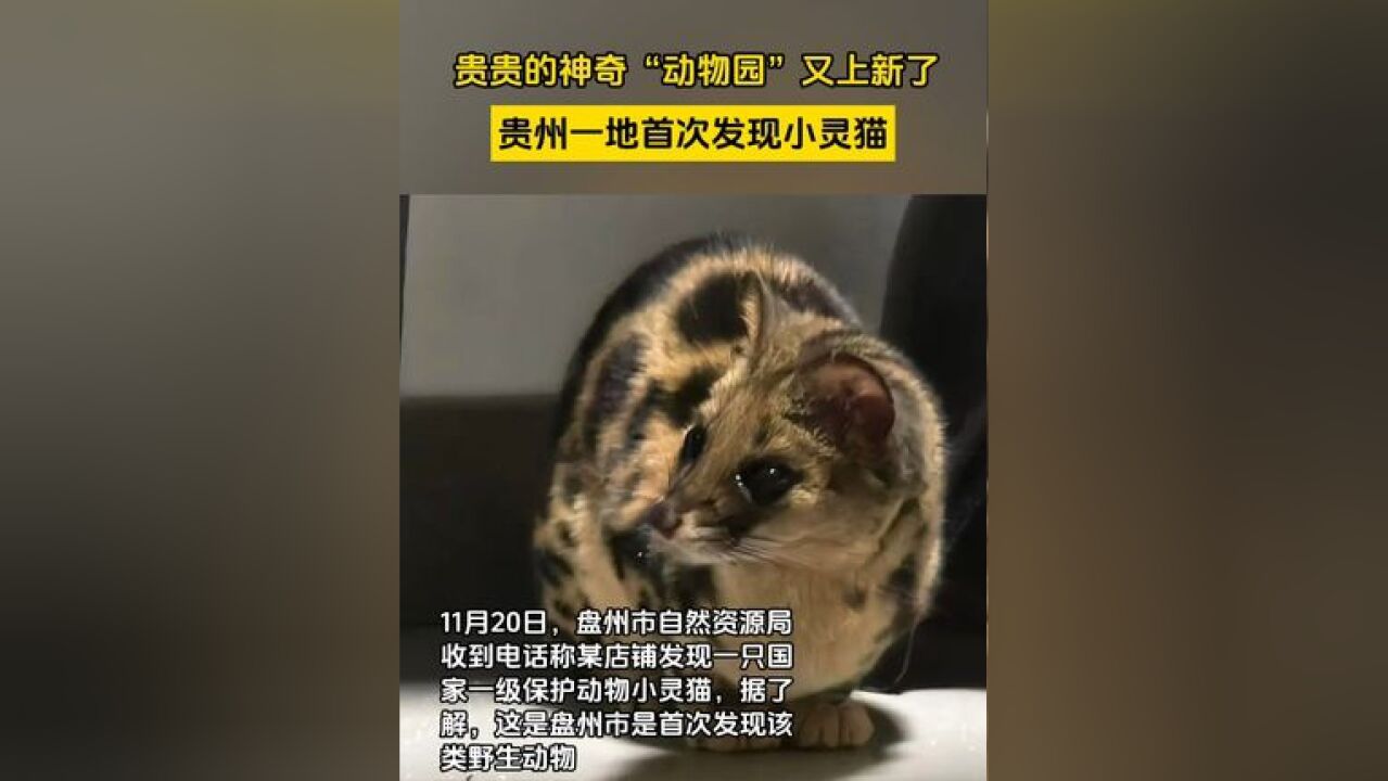 贵州一地首次发现小灵猫