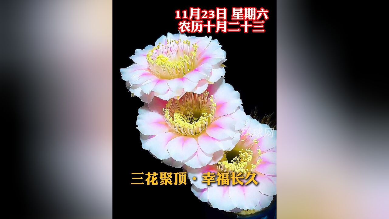 三花聚顶,幸福长久!今天是农历十月二十三,新的一天,祝愿您和家人好运常在,幸福安康!