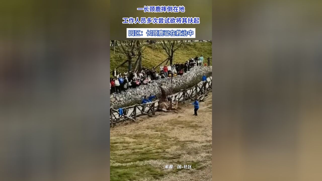 一长颈鹿摔倒在地,工作人员多次尝试欲将其扶起