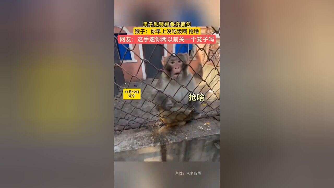 猴子:你早上没吃饭啊 抢啥,网友:“这手速 你俩以前关一个笼子吗” !