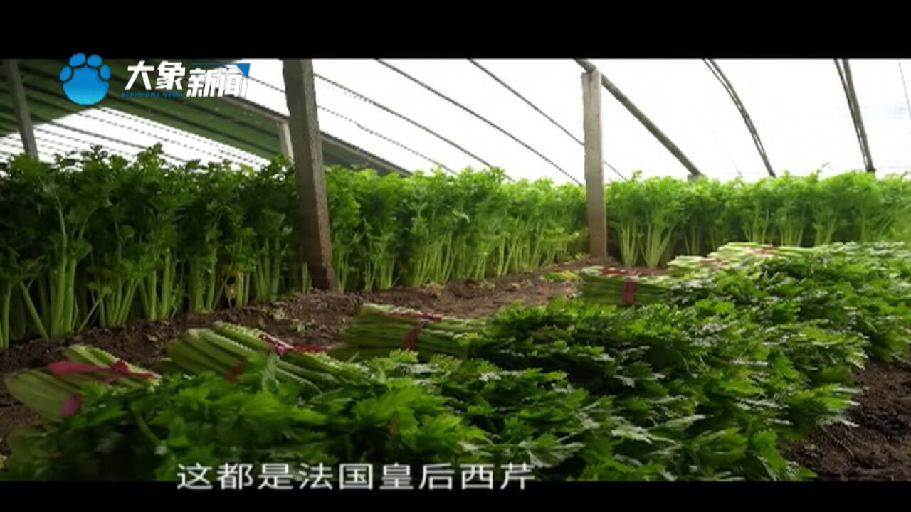 河南驻马店:没有丝能生吃的50万斤芹菜大丰收,多方齐心帮销售