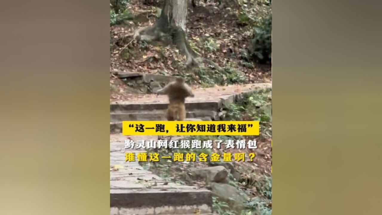 这一跑,让你知道我来福 黔灵山网红猴跑成了表情包 谁懂这一跑的含金量啊?