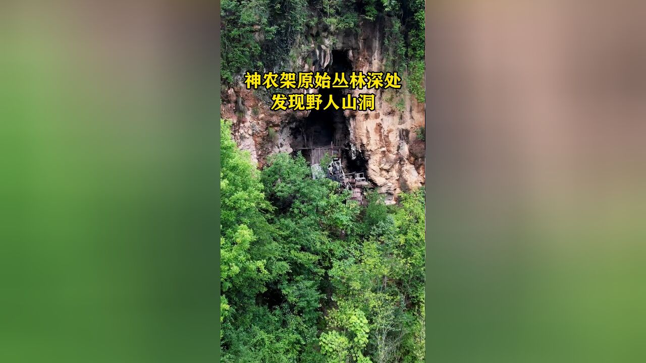 在神农架原始丛林深处,发现神秘山洞,地处陡峭的悬崖中间,四周原始植被茂密