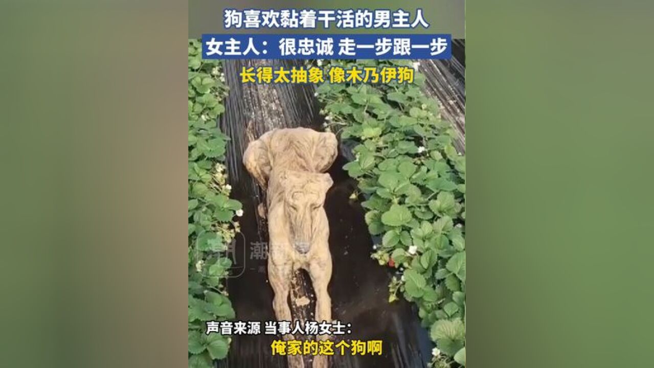 狗喜欢黏着干活的男主人,女主人:很忠诚 走一步跟一步,长得太抽象 像木乃伊狗