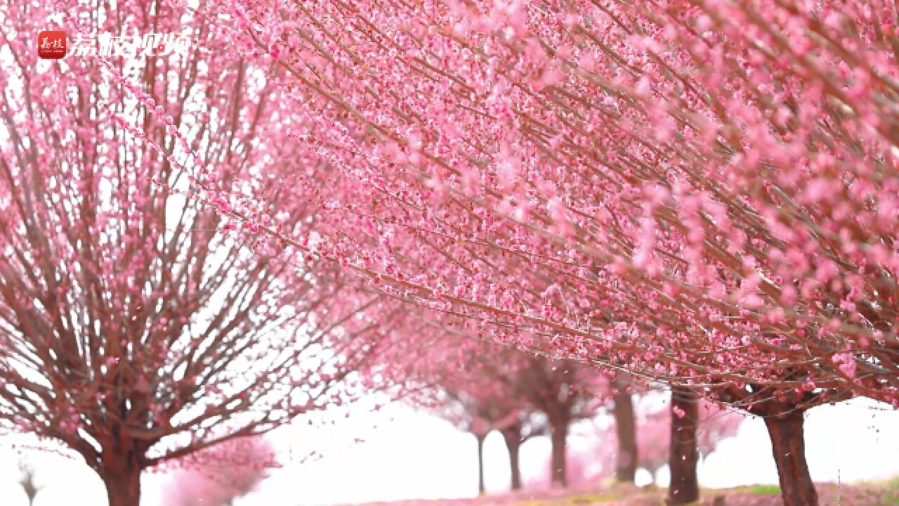 落英缤纷!百亩骨里红梅迎风落花似“梅”雨