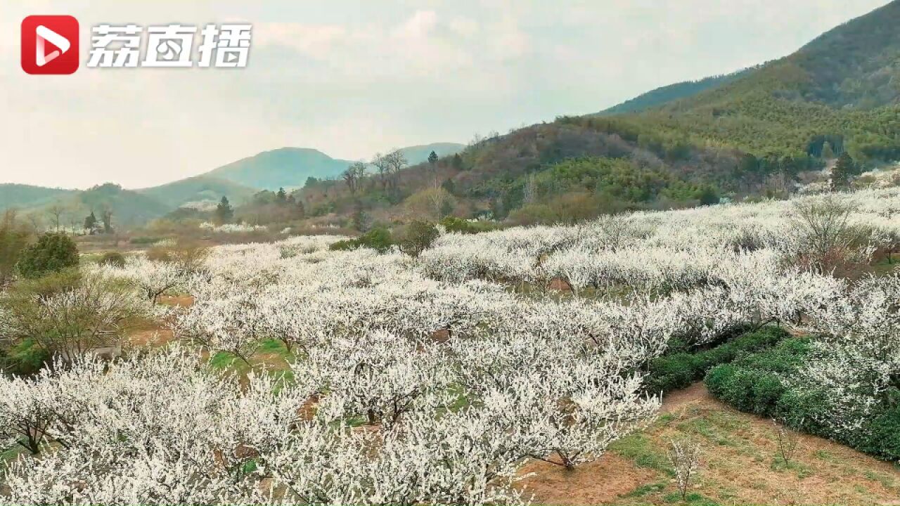 原来李子花也这么美!常州溧阳300亩李子树花开如雪