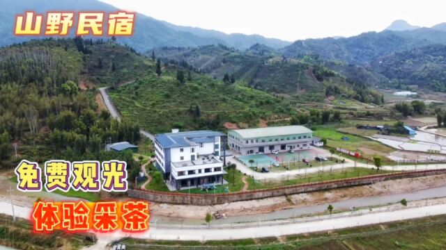 隐藏在韶关粤北茶山里的民宿,免费茶园观光,体验亲手采茶的乐趣