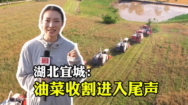 湖北宜城:油菜收割进入尾声