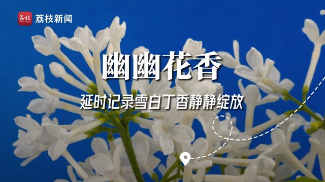 幽幽花香!延时摄影记录雪白丁香静静绽放