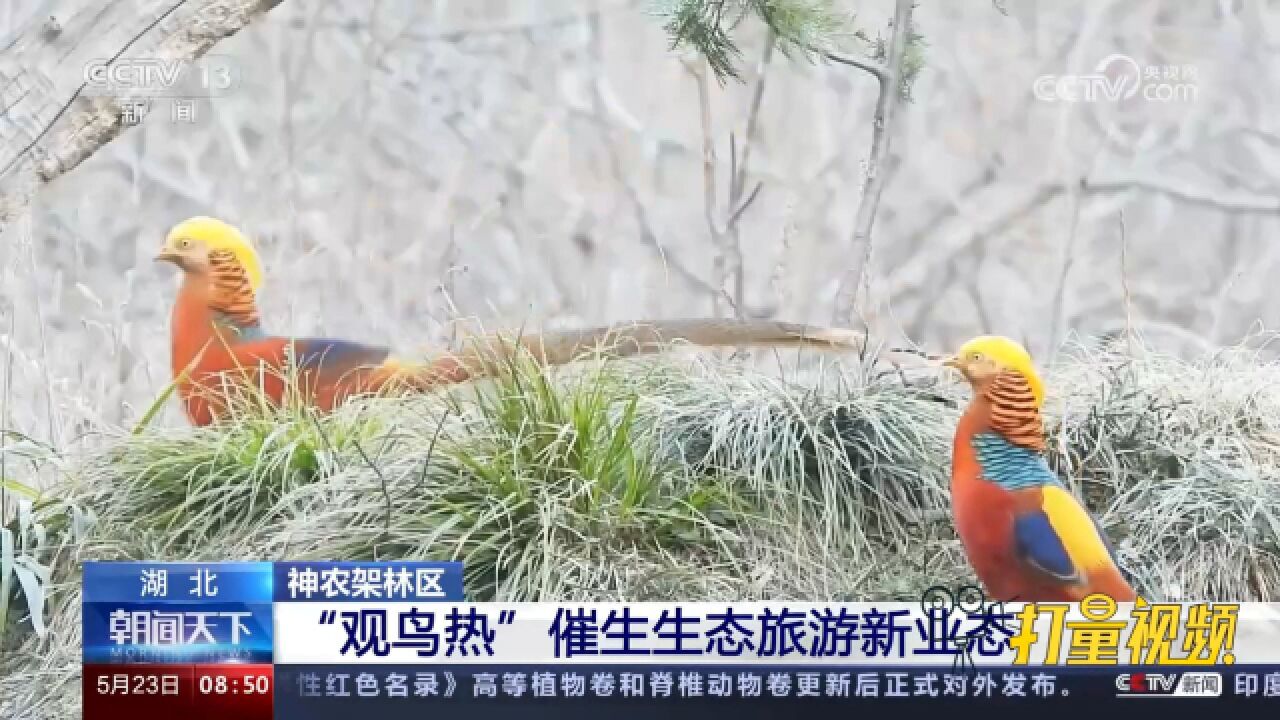 神农架林区:“观鸟热”催生生态旅游新业态,带动村民增收致富