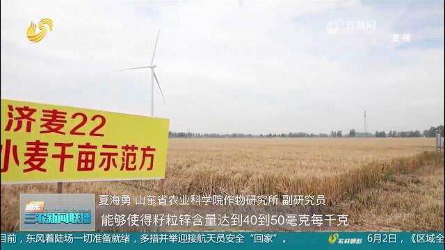 高产、富有营养!山东首个富锌小麦千亩生产示范基地喜获丰收