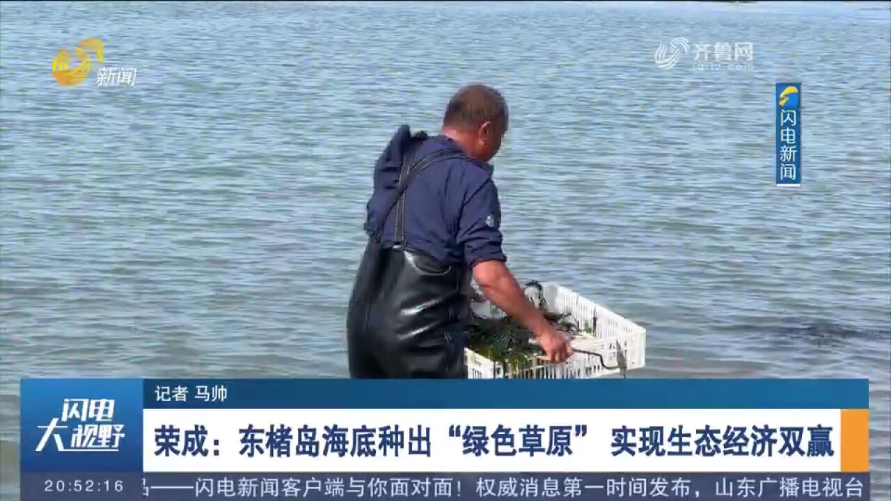 东楮岛海底种出＂绿色草原＂,实现生态经济双赢,农民钱袋子鼓起来