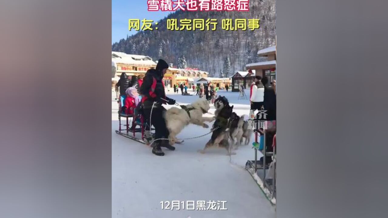 雪橇犬也有路怒症