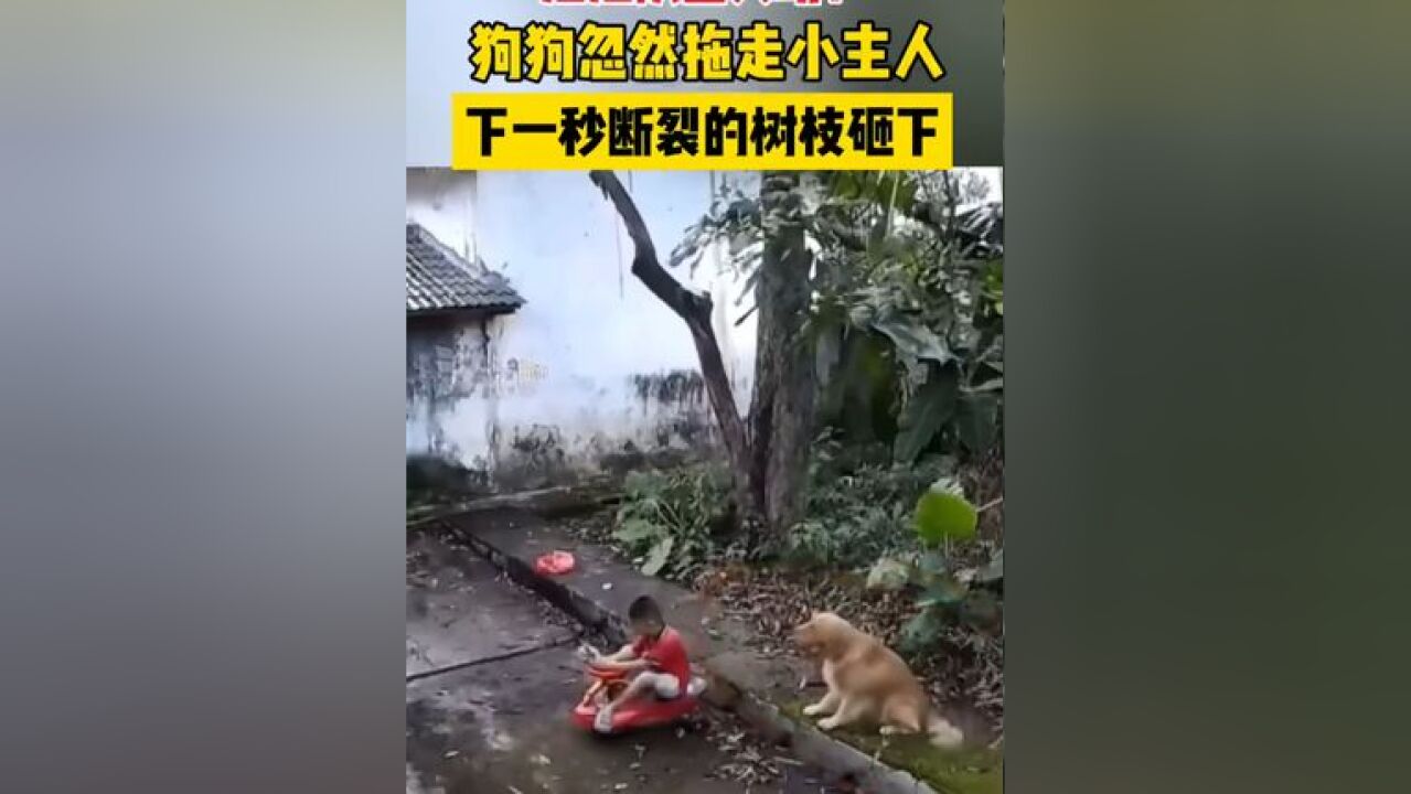 狗狗忽然咬住小孩衣服, 下一秒断裂的树枝砸下 .“汪汪队立大功!”