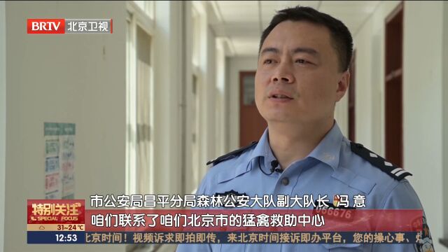 昌平民警联合救助,国家二级保护动物鹰隼