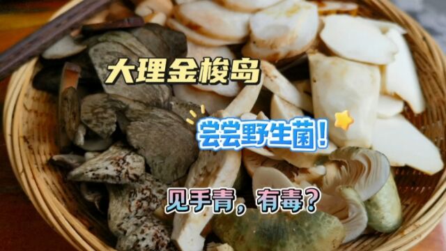 大理旅游Vlog16:坐船去金梭岛吃野生菌,见手青美味但有毒,吃完头晕吗?