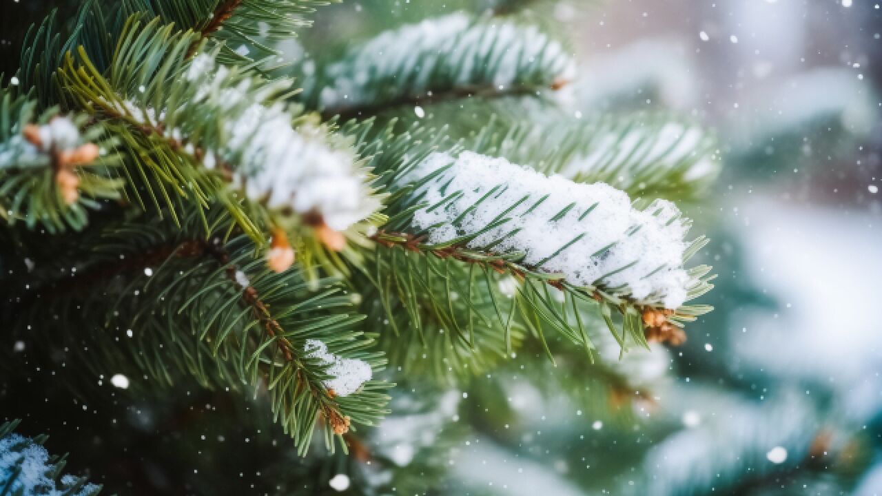 冬至节气到,开启数九,今年头九有雪,九九也雪多吗?