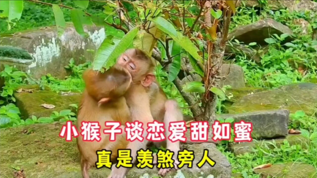 两只小猴子谈恋爱甜如蜜,真是太会了,叫单身狗自愧不如啊|纪录片