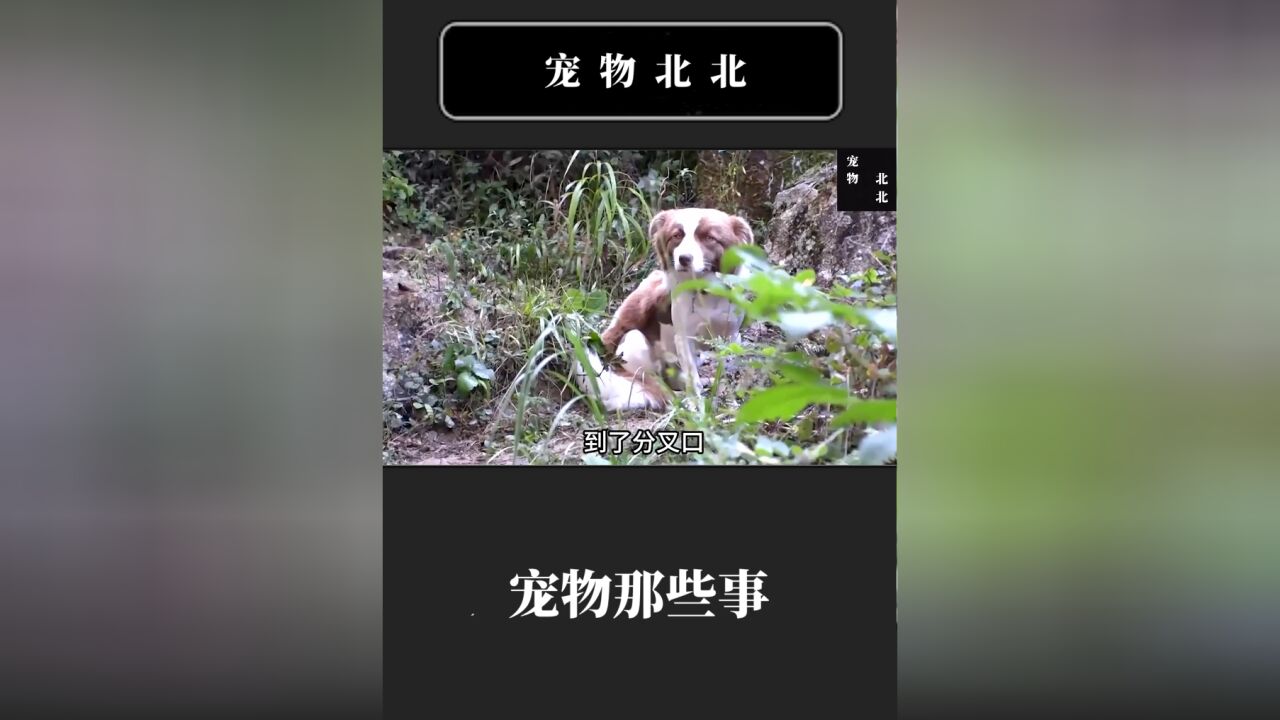 狗狗为过上小康生活,每天给登山者做向导,目的就为增加一些口粮