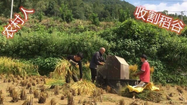 农村人怎么收稻谷?实拍湖南村民收稻谷,打谷机用脚踩的