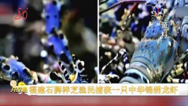 石狮祥芝渔民捕获一只“中华锦绣龙虾”,网友:估值20万元起