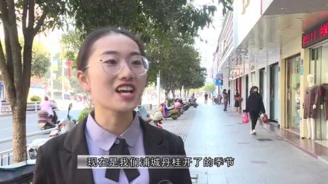 浦城县:又是一年丹桂香,一起去赏花啊