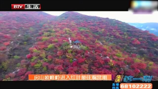 房山坡峰岭景区进入红叶最佳观赏期