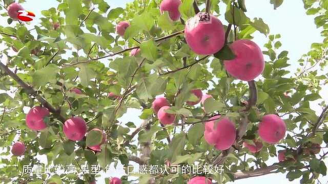 安定镇:红苹果正在成为农民增收致富的“金苹果”